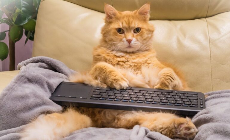 Día Internacional del Gato: ¿por qué se celebra el 8 de agosto?