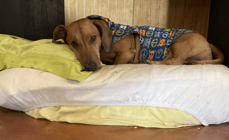 Cómo limpiar la cama del perro y reducir el riesgo de enfermedades