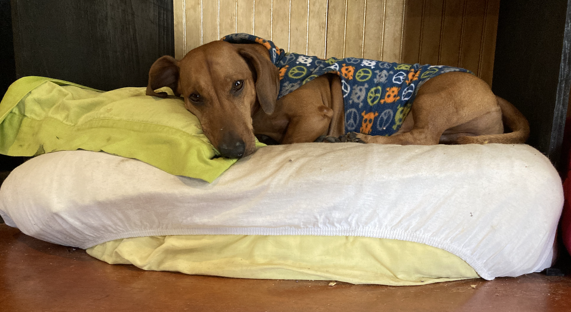 Cómo limpiar la cama del perro y reducir el riesgo de enfermedades