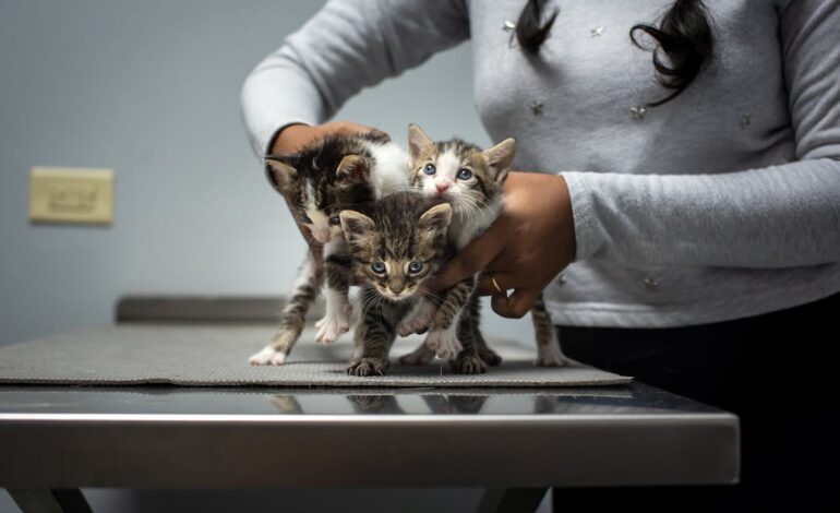 Seguros para mascotas: Un mercado en expansión que refleja los cambios en la familia chilena